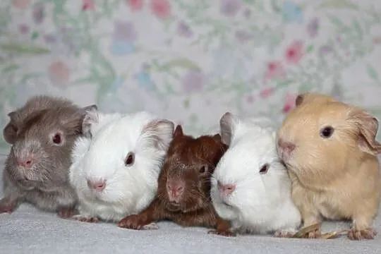 Świnka morska,świnki morskie cavia domowa, Wielkopolskie, Puszczykowo