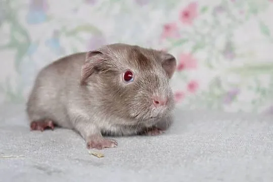 Świnka morska,świnki morskie cavia domowa, Wielkopolskie, Puszczykowo