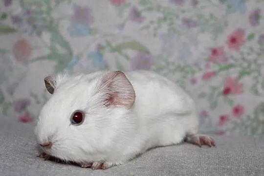 Świnka morska,świnki morskie cavia domowa, Wielkopolskie, Puszczykowo