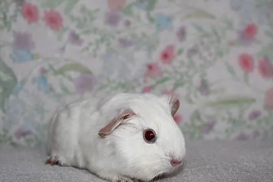 Świnka morska,świnki morskie cavia domowa, Wielkopolskie, Puszczykowo