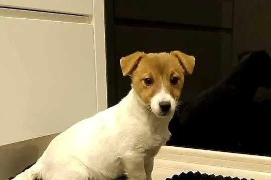 Suczka ZKwP Jack Russell terrier, Mazowieckie, Sochaczew