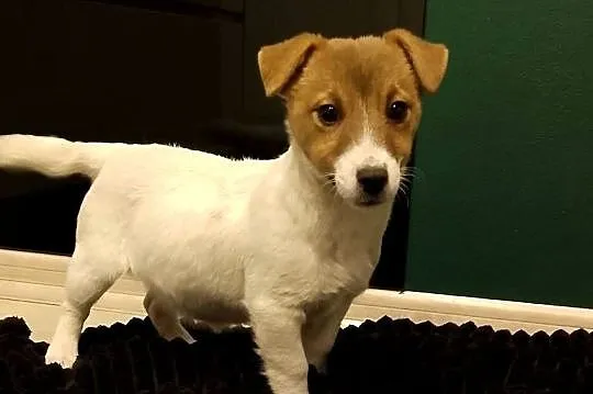 Suczka ZKwP Jack Russell terrier, Mazowieckie, Sochaczew