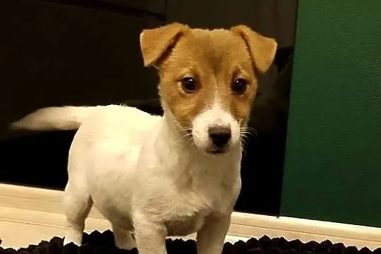 Suczka ZKwP Jack Russell terrier, Mazowieckie, Sochaczew