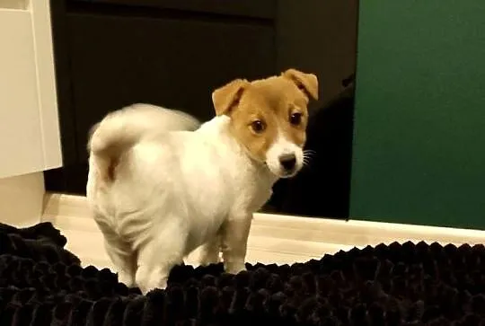 Suczka ZKwP Jack Russell terrier, Mazowieckie, Sochaczew