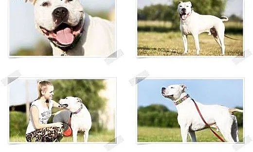 Domowy, łagodny amstaff Nero czeka na dom, Amstaf
