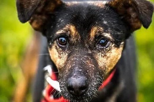 KRUKI - nalepszy okaz w puli, do ciebie się przytu