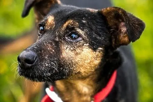 KRUKI - nalepszy okaz w puli, do ciebie się przytu