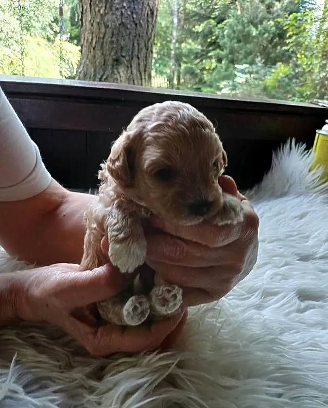 Maltipoo - suczka, Mazowieckie, Wyszków
