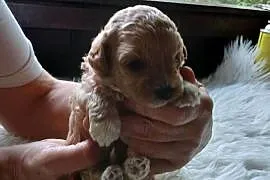 Maltipoo - suczka