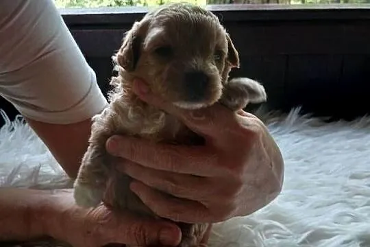 Maltipoo - suczka, Mazowieckie, Wyszków
