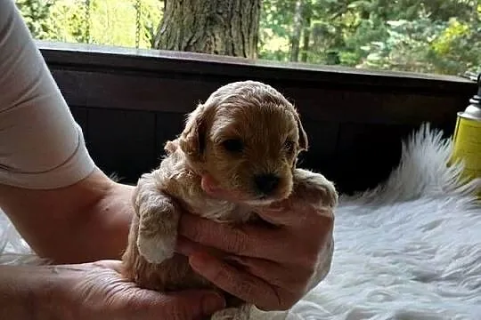 Maltipoo - suczka, Mazowieckie, Wyszków
