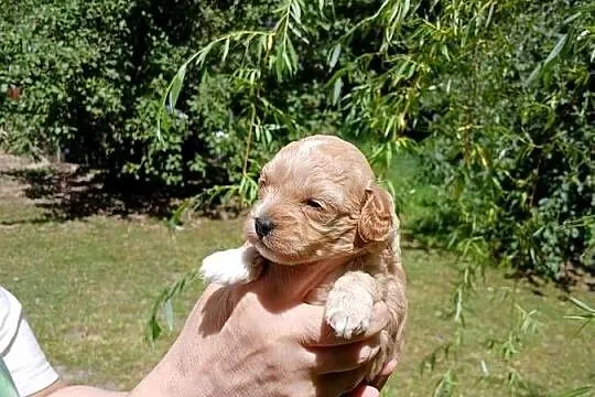 Maltipoo - suczka, Mazowieckie, Wyszków