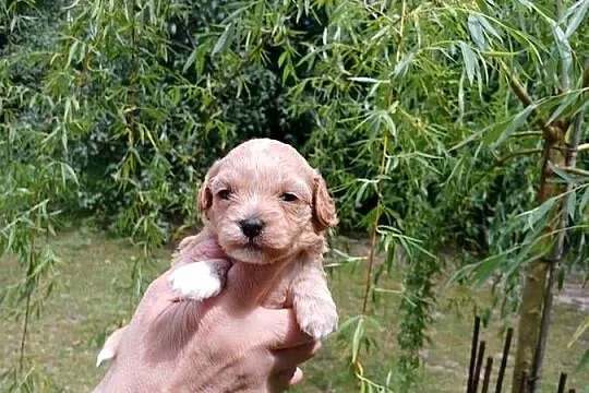 Maltipoo - suczka, Mazowieckie, Wyszków