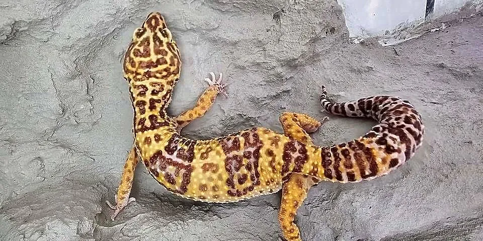 Gekon lamparci + terrarium, Śląskie, Chorzów
