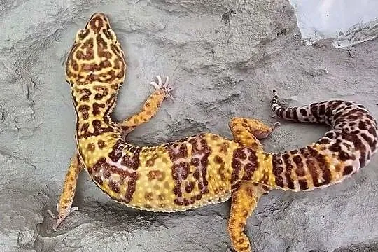 Gekon lamparci + terrarium, Śląskie, Chorzów