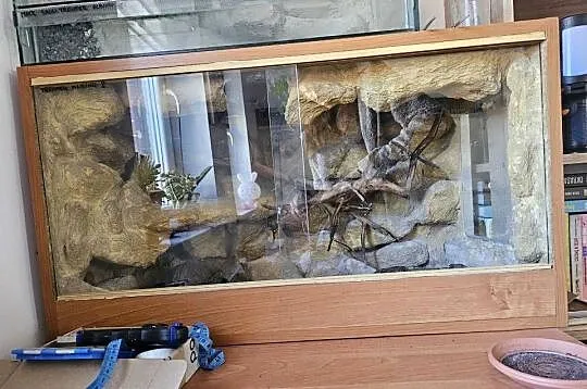 Gekon lamparci + terrarium, Śląskie, Chorzów