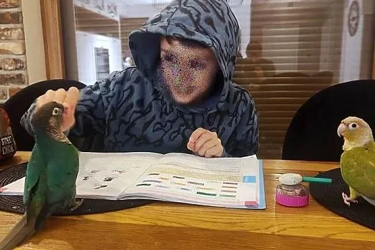 Sprzedam rudosterki wraz z klatką i pełnym wyposażeniem