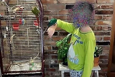 Sprzedam rudosterki wraz z klatką i pełnym wyposażeniem, Śląskie, Myszków