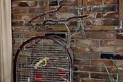 Sprzedam rudosterki wraz z klatką i pełnym wyposażeniem, Śląskie, Myszków