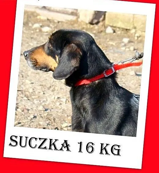 Gończy polski mix,młoda,aktywna sunia TEBA.Adopcja