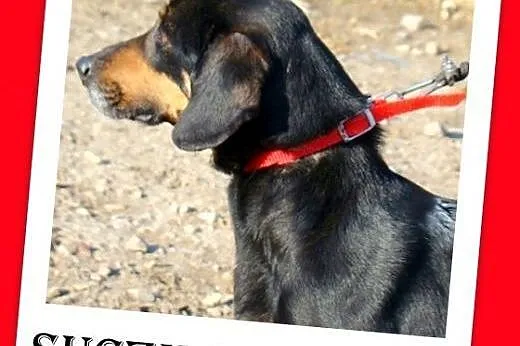 Gończy polski mix,młoda,aktywna sunia TEBA.Adopcja