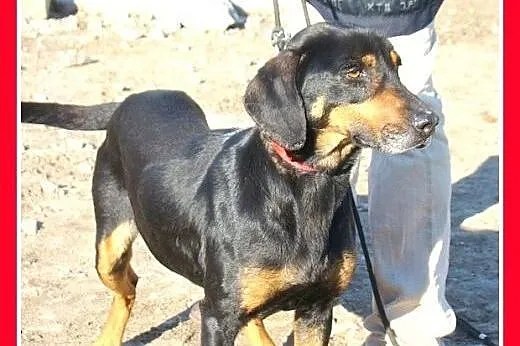 Gończy polski mix,młoda,aktywna sunia TEBA.Adopcja