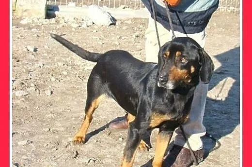 Gończy polski mix,młoda,aktywna sunia TEBA.Adopcja