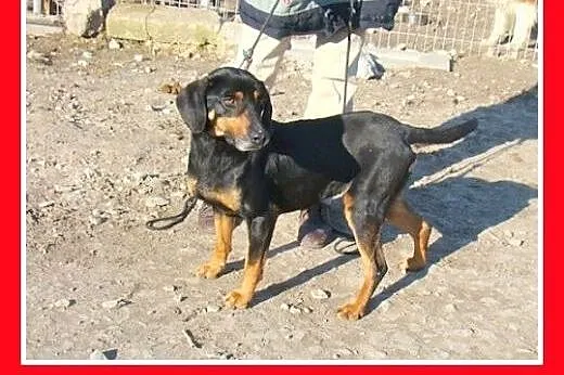 Gończy polski mix,młoda,aktywna sunia TEBA.Adopcja