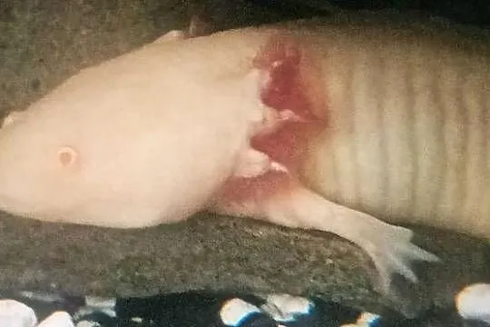 Sprazedam dwie ambystomy meksykański około 20 cm, Podkarpackie, Błażkowa