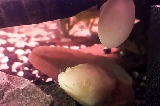 Sprazedam dwie ambystomy meksykański około 20 cm, Podkarpackie, Błażkowa