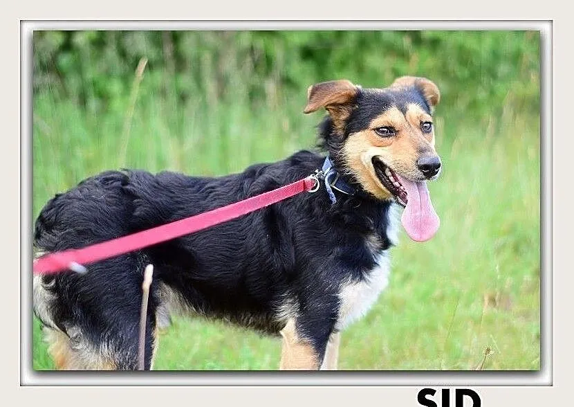 SID,12kg,średni,łagodny,wesoły,szczepiony piesek.ADOPCJA, Mazowieckie, Warszawa