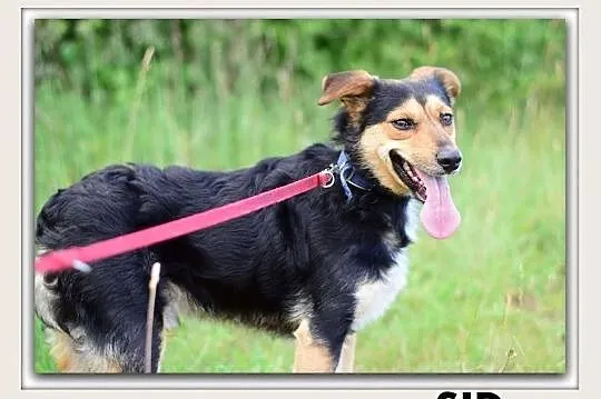 SID,12kg,średni,łagodny,wesoły,szczepiony piesek.ADOPCJA, Mazowieckie, Warszawa