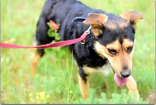 SID,12kg,średni,łagodny,wesoły,szczepiony piesek.ADOPCJA, Mazowieckie, Warszawa