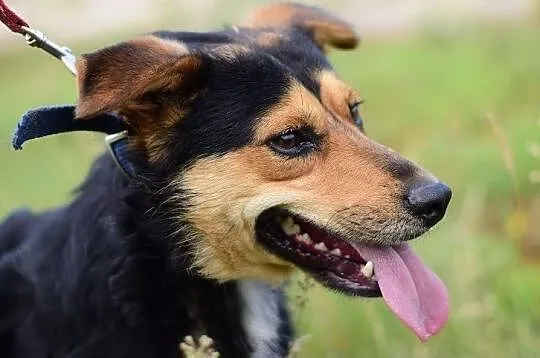 SID,12kg,średni,łagodny,wesoły,szczepiony piesek.ADOPCJA, Mazowieckie, Warszawa
