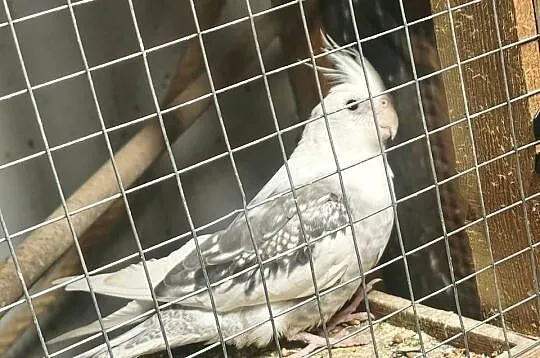 Nimfa oswojona ręcznie karmiona, Kujawsko-pomorskie, Chełmce