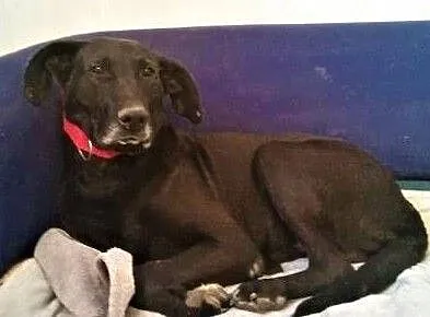 SIMBA - starszy, kochany, wyrzucony jak śmierć psiak do adopcji, Mazowieckie, Warszawa