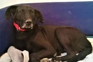 SIMBA - starszy, kochany, wyrzucony jak śmierć psiak do adopcji