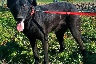 SIMBA - starszy, kochany, wyrzucony jak śmierć psiak do adopcji, Mazowieckie, Warszawa