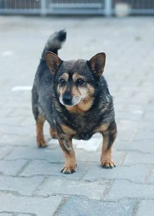Piżmak mikro pies do adopcji, mazowieckie Warszaw