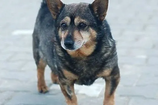 Piżmak mikro pies do adopcji,  mazowieckie Warszaw