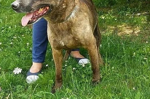Przeurocza Tara szuka domu, Śląskie, Bytom