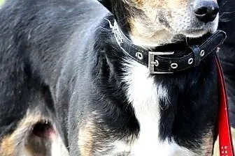SONGIŚ - bardzo miły, grzeczny i kochany filigranowy psiak szuka domu,  małopolskie Kraków