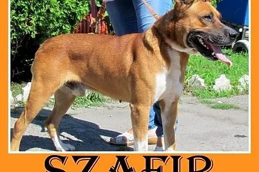 Amstaff mix,aktywny,przyjazny pies SZAFIR wpada  a