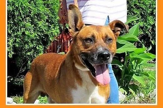 Amstaff mix,aktywny,przyjazny pies SZAFIR wpada  a
