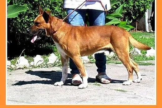 Amstaff mix,aktywny,przyjazny pies SZAFIR wpada  a