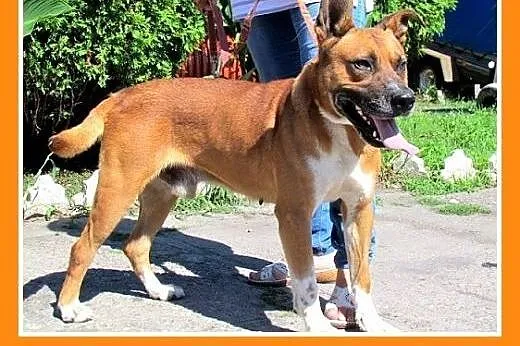 Amstaff mix,aktywny,przyjazny pies SZAFIR wpada  a