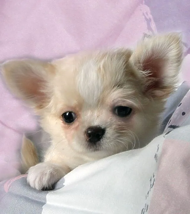 Chihuahua długowłosy kremowy piesek rodowód ZKwP (FCI), Mazowieckie, Warszawa