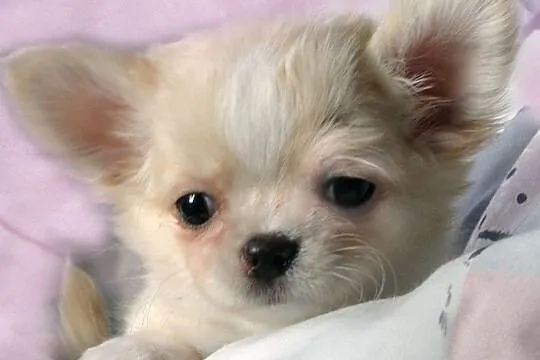 Chihuahua długowłosy kremowy piesek rodowód ZKwP (FCI), Mazowieckie, Warszawa