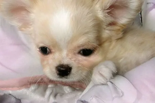 Chihuahua długowłosy kremowy piesek rodowód ZKwP (FCI), Mazowieckie, Warszawa