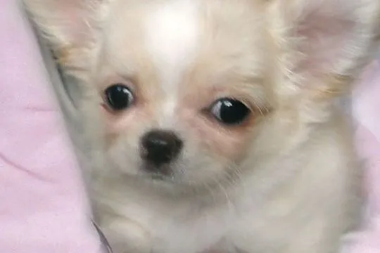 Chihuahua długowłosy kremowy piesek rodowód ZKwP (FCI), Mazowieckie, Warszawa